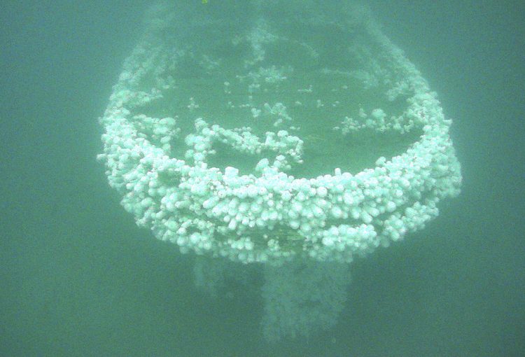 Conestoga Stern view of the shipwreck, colonized with sea anemones.
