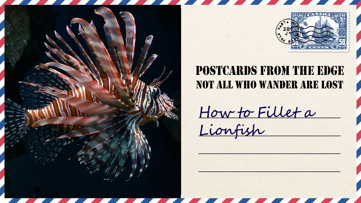 How to Fillet a Lionfish Postcards From the Edge